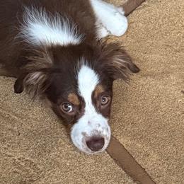 Sara - female Miniature Australian Shepherd puppy in Fort Myers, Florida from Gilmore Aussie Posse of Florida Pure-bred Miniature Australian Shepherds