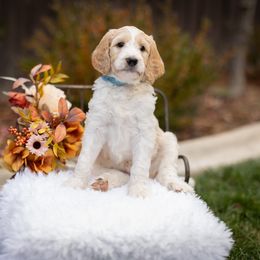 Goldendoodle Puppies from Hogan Family-Raised F1b Gooldendoodles