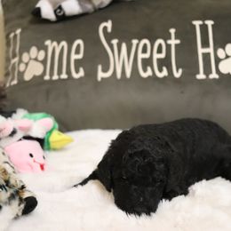 Poodle Puppies from Parti Poodle Chico
