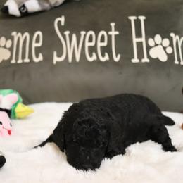 Poodle Puppies from Parti Poodle Chico
