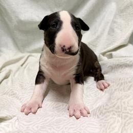 Truffs - Black brindle and white male Bull Terrier puppy in Colville, Washington from Mark My Words Bull Terriers