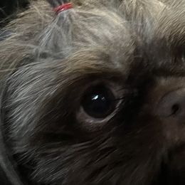 Maddie - Shih Tzu