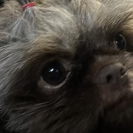 Maddie - Shih Tzu