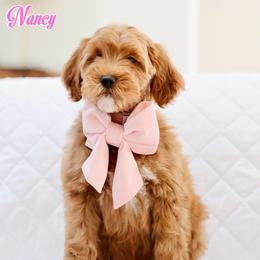 Nancy - Caramel red female Australian Labradoodle puppy in Diamond Bar, California from Furrytaildoodles