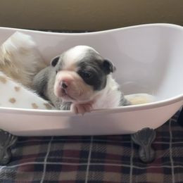 Boston Terrier Puppies from Angie's Little Bostons