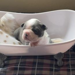 Boston Terrier Puppies from Angie's Little Bostons