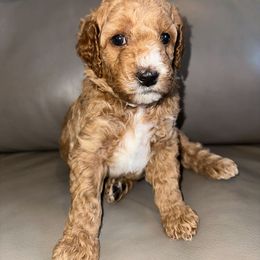 Goldendoodle Puppies from Gracious Doodle Dogs
