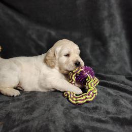 Atlas - Light golden male Golden Retriever puppy in Seymour, Missouri from High Road Golden Retrievers