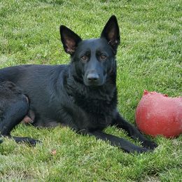 German Shepherds from Rashaus German Shepherds