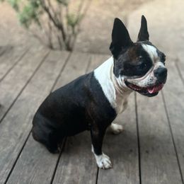 Rosie - Pug