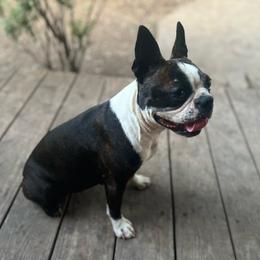 Rosie - Pug