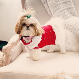 Poppy - Shih Tzu