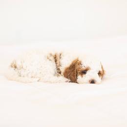 Goldendoodle Puppies from Dashing Doodle Pups