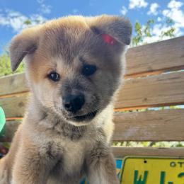 Girl 1 - Red female Japanese Akitainu puppy in Payson, Utah from Havoc Akitas