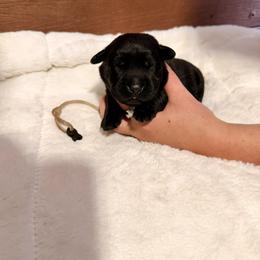 White - Black male Labrador Retriever puppy in At Henry, Ohio from Hickory Creek Labs
