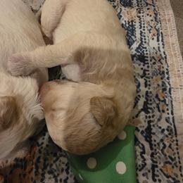 Butter - Cream male Labradoodle puppy in Churchill County Fallon, Nevada from Card Family Ranch