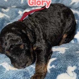 Glory - Tri-color female Bernedoodle puppy in Beecher, Illinois from Erica’s Doodles
