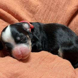 Kit Kat - Tri-color female Bernedoodle puppy in El Campo, Texas from Little Fur Friends Bernedoodles