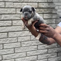 French Bulldog Puppies from Mid Coast Frenchies