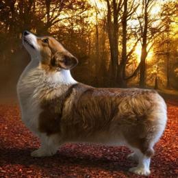 Cedar - Pembroke Welsh Corgi