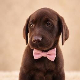 Remi - Chocolate female Labrador Retriever puppy in Chicago, Illinois from Urbane Retrievers