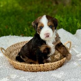 Truffles - Merle male Bernedoodle puppy in Bremen, Indiana from Farmland Doodles