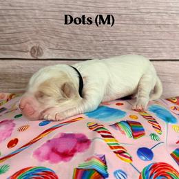 Dots - Caramel male Australian Labradoodle puppy in Silver Spring, Maryland from Potomac Australian Labradoodles