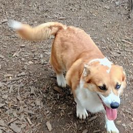 Tarvehn - Pembroke Welsh Corgi