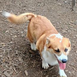 Tarvehn - Pembroke Welsh Corgi