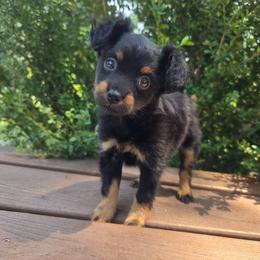 Blueberry - Black and tan male Russian Toy puppy in Boise, Idaho from Nesting Dolls