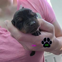 Pink - Black and mahogany female Rottweiler puppy in Tangent, Oregon from Raya's Royals