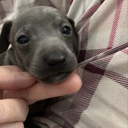 Stitch - Blue male Italian Greyhound puppy in Fredonia, Arizona from Black Hill Italian Greyhounds