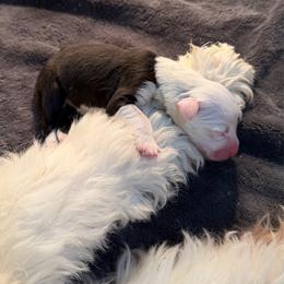 Old English Sheepdog puppies from Rainbow Acres Old English Sheepdogs