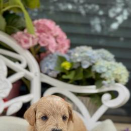Story - Apricot female Cavapoo puppy in Arlington, Texas from Van Haselen Poodles and Doodles