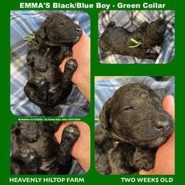 Black Blue Green Collar Boy - Blue male Poodle puppy in Charlo, Montana from Heavenly Hilltop Farm