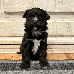 Female 5 - Black female Havapoo puppy in Brooksville, Florida from Kruger Doodles