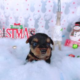 Teacup Noel - Black and tan male Yorkshire Terrier puppy in Lithonia, Georgia from Toy Yorkies Atlanta