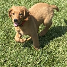 Golden Retriever Puppies from Mountain View Farms - World Class Golden Retrievers