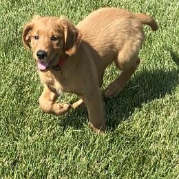 Golden Retriever Puppies from Mountain View Farms - World Class Golden Retrievers