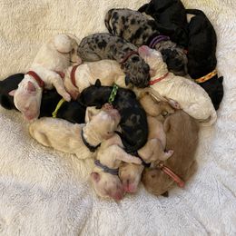 Bernedoodle and Goldendoodle Puppies from Saratoga Goldendoodles