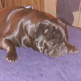 Pugs from Celeste's Pugs