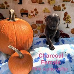 Pink Camo Collar - Black female Labrador Retriever puppy in Holly Springs, North Carolina from Winter Creek Labradors