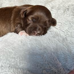 Blue boy - Chocolate male Havanese puppy in Arlington, Washington from Havanese With Love Breeding Co.