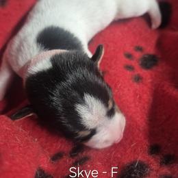 Skye - White and black female Teddy Roosevelt Terrier puppy in Murray, Kentucky from Froschwald German Shepherds and Xanadu Teddy Roosevelt Terriers