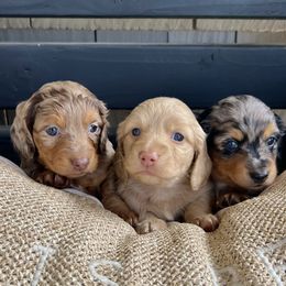 Dachshund Puppies from M & L Doxies