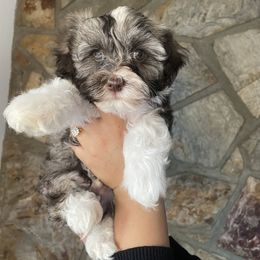 Havanese Puppies from Havan Sent Havanese