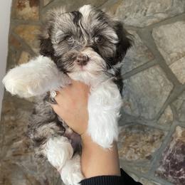 Havanese Puppies from Havan Sent Havanese
