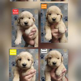 Laney Female - Golden female Golden Retriever puppy in Wauseon, Ohio from Golden Sunrise Retrievers