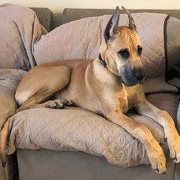 Great Dane Puppies from F&B Kennels