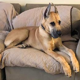 Great Dane Puppies from F&B Kennels